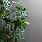 Domus 19 Floransa
